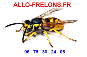 Allo Frelon destruction de nid de frelons Gers